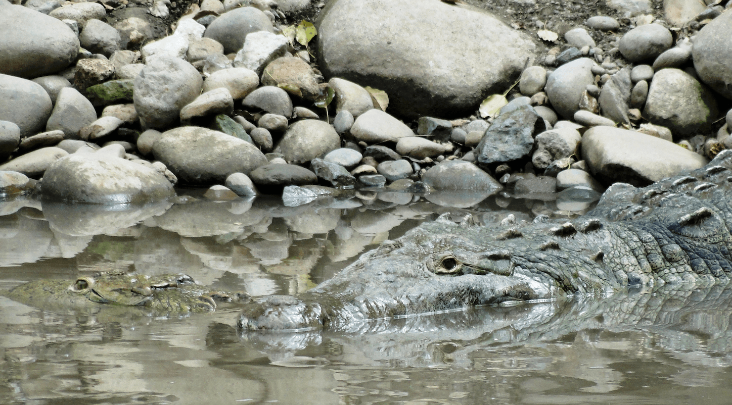 Cocodrilos en ríos y playas: lo que conviene saber antes de entrar