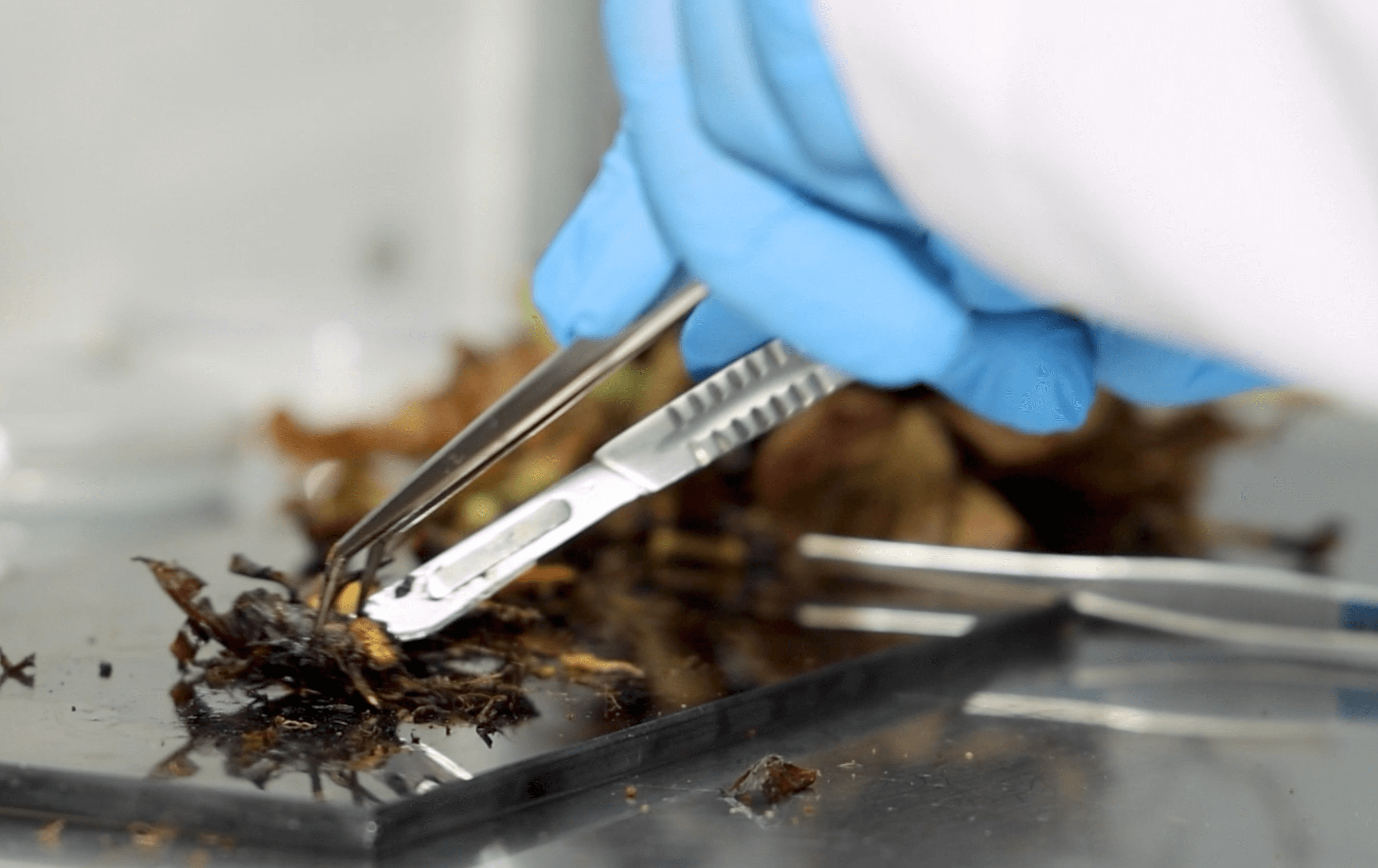 Hongo emergente amenaza producción de fresa