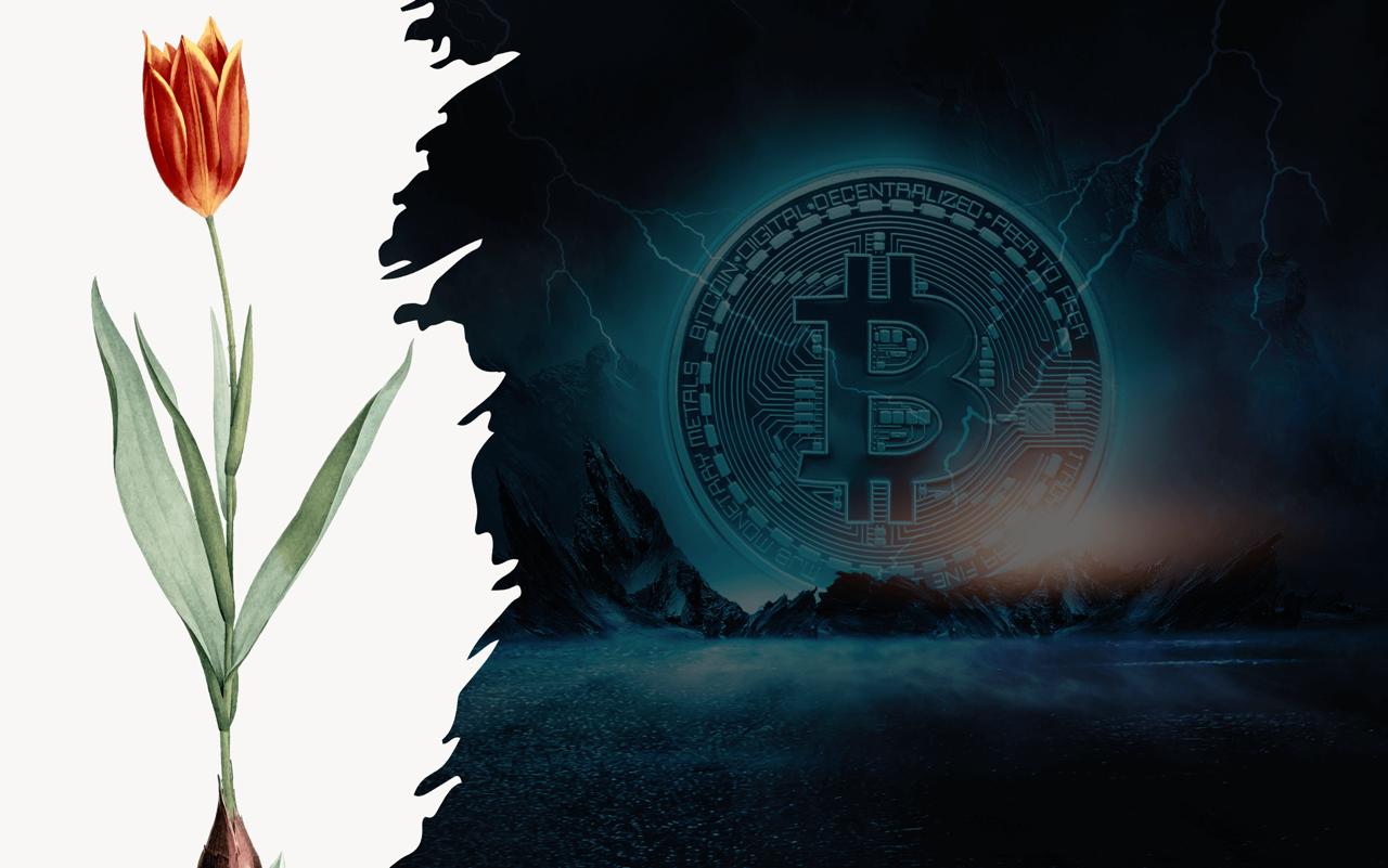 Burbujas especulativas: Del tulipán a la criptofiebre, y el espejismo tico del metro cuadrado